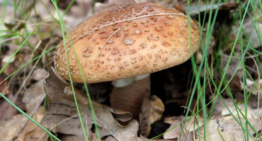 Šedorůžová muchovník: může být houba užitečná?